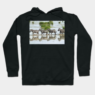 Zebras Stepping Out Hoodie